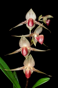 Paphiopedilum rothschildianum Steve's Pride AM/AOS 86 pts.